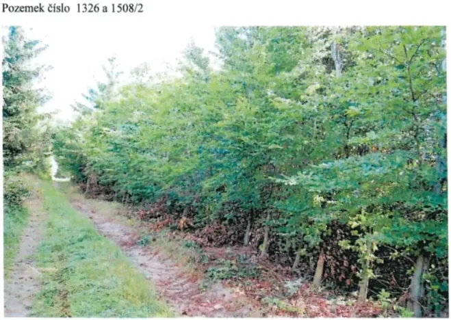 Prodej lesa, Česká Bělá, 18552 m2