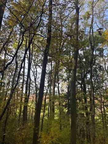 Prodej lesa, Mohelnice, 6148 m2