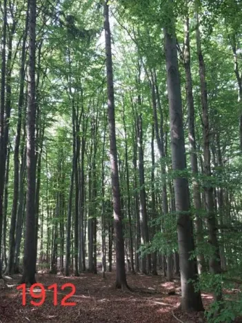 Prodej lesa, Vyskytná, 12390 m2