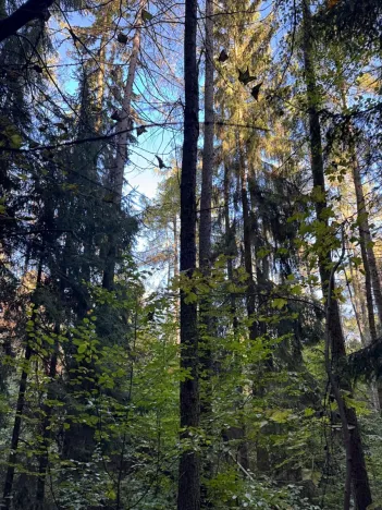 Prodej lesa, Ruda nad Moravou, 21892 m2