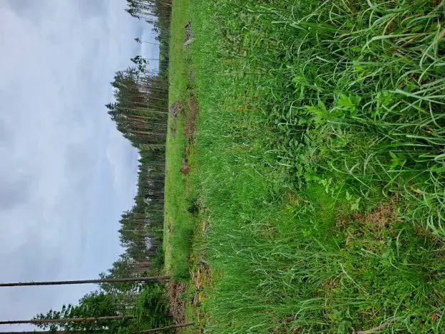 Prodej podílu lesa, Žirovnice, 24331 m2