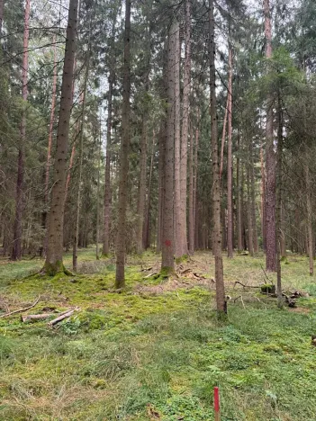 Prodej podílu lesa, Ledenice, 4462 m2