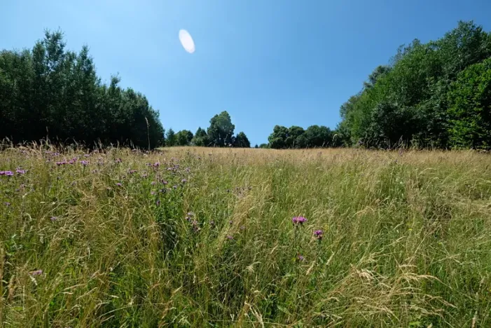 Prodej louky, Vyškovec, 4953 m2