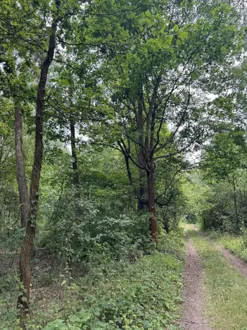 Prodej podílu lesa, Břehy, 2081 m2