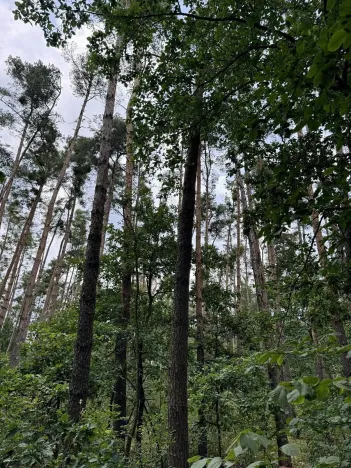 Prodej podílu lesa, Břehy, 2081 m2