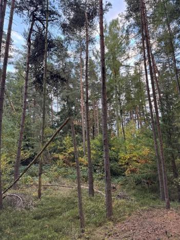 Prodej lesa, Čermná, 9742 m2