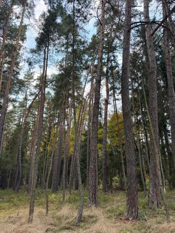 Prodej lesa, Čermná, 9742 m2