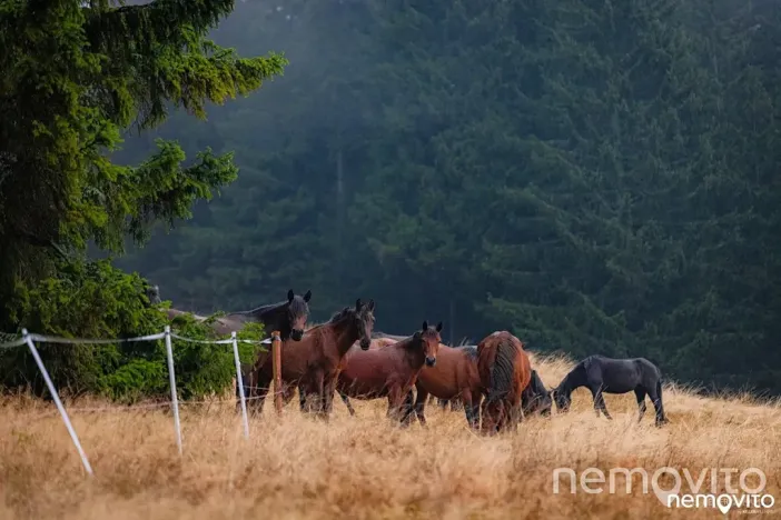 Prodej bytu 2+kk, Rokytnice nad Jizerou, 63 m2