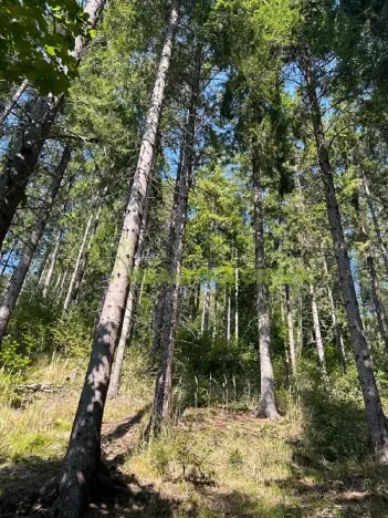 Prodej lesa, Nýdek, 16920 m2