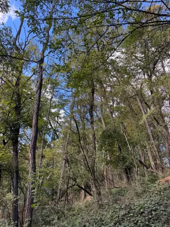 Prodej lesa, Chorušice, 2884 m2