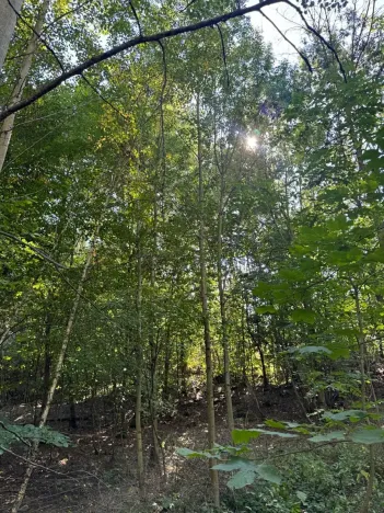 Prodej lesa, Boháňka, 3705 m2