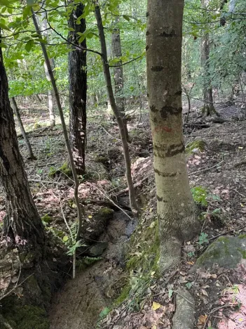 Prodej lesa, Boháňka, 3705 m2