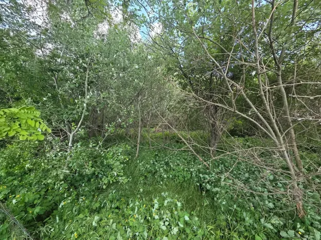 Prodej lesa, Cvrčovice, 4746 m2