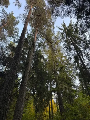 Prodej lesa, Velká Polom, 1538 m2