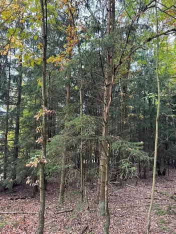 Prodej lesa, Chrášťany, 11900 m2