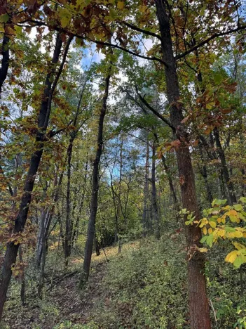 Prodej lesa, Ročov, 4272 m2