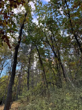 Prodej lesa, Ročov, 4272 m2