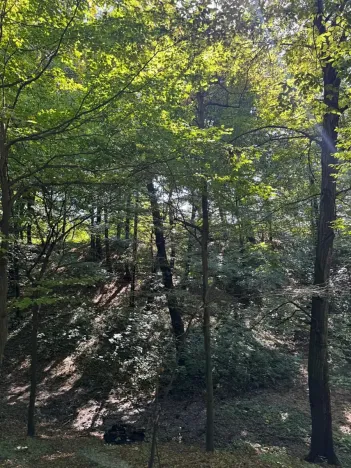 Prodej lesa, Ostrava, 8938 m2
