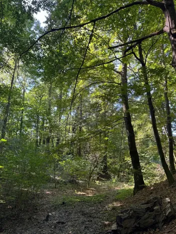 Prodej lesa, Ostrava, 8938 m2