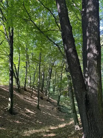 Prodej lesa, Ostrava, 8938 m2