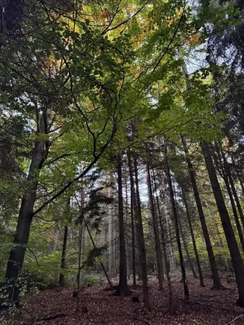 Prodej lesa, Velká Polom, 3922 m2