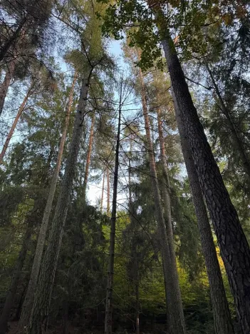 Prodej lesa, Velká Polom, 3922 m2