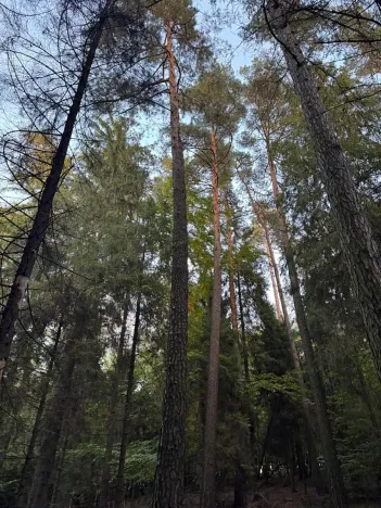 Prodej lesa, Velká Polom, 3922 m2