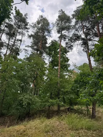 Prodej lesa, Bavorov, 10907 m2