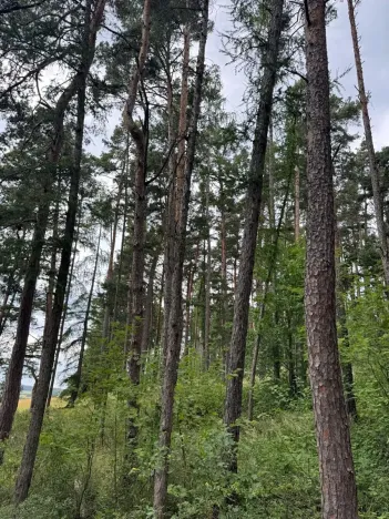 Prodej lesa, Bavorov, 10907 m2