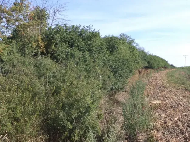 Dražba pozemku, Žihle, 6167 m2