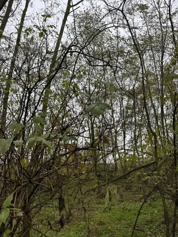 Prodej lesa, Bechlín, 10785 m2