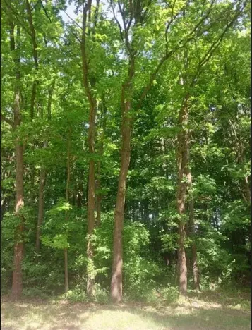 Prodej lesa, Kněždub, 671 m2