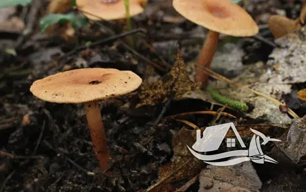 Prodej bytu 1+kk, Bansko, Bulharsko, 30 m2