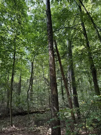 Prodej podílu lesa, Pardubice, 9649 m2