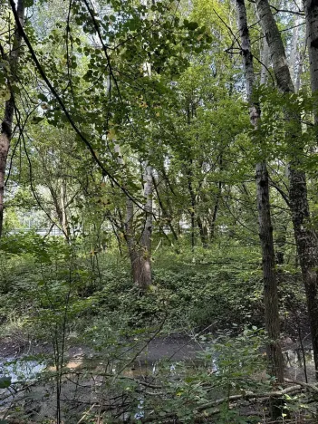 Prodej podílu lesa, Pardubice, 9649 m2