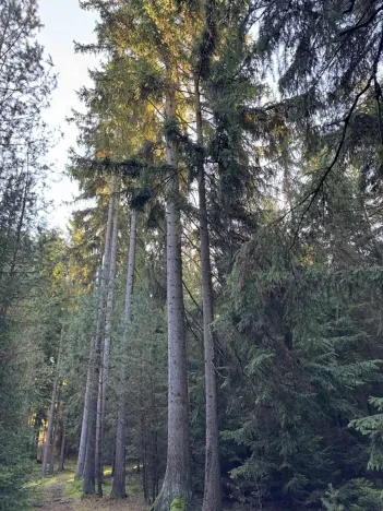 Prodej lesa, Havlovice, 13402 m2