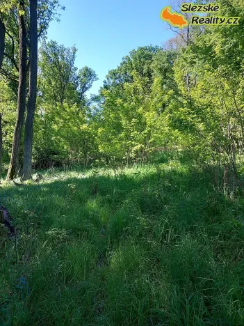 Prodej lesa, Diváky, 6415 m2