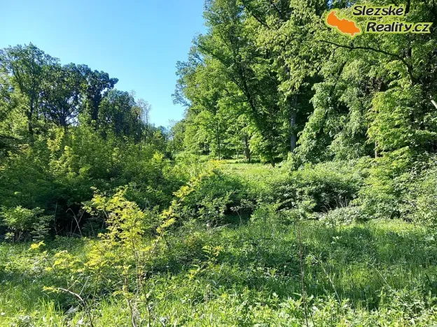 Prodej lesa, Diváky, 6415 m2