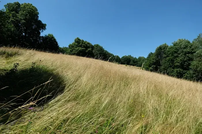 Prodej louky, Vyškovec, 4953 m2