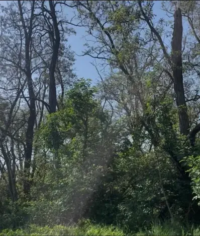 Prodej lesa, Dobré Pole, 4208 m2