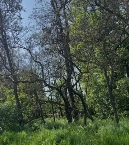 Prodej lesa, Dobré Pole, 4208 m2