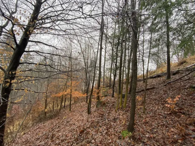 Prodej lesa, Jedlí, 1198 m2