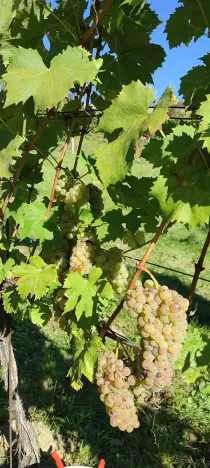 Prodej sadu/vinice, Blučina, 2677 m2