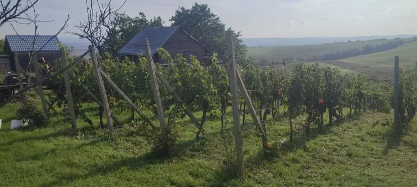 Prodej sadu/vinice, Blučina, 2677 m2
