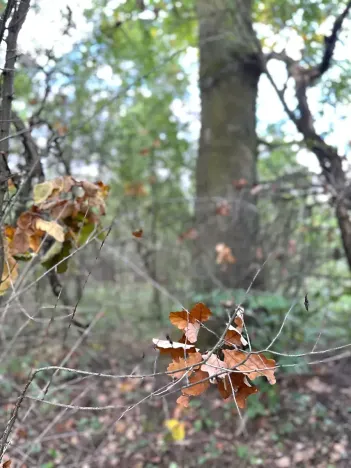 Prodej komerčního pozemku, Luštěnice, 9368 m2