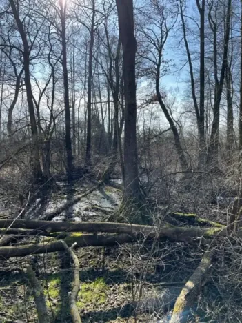 Prodej lesa, Jaroměř, 19276 m2