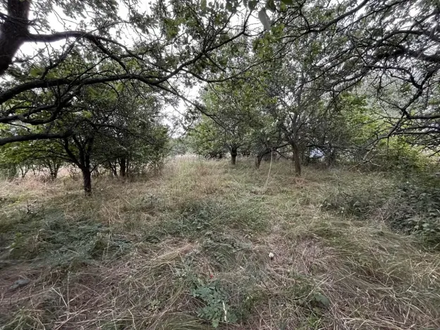 Prodej zahrady, Oslavany, 3447 m2