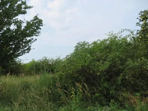 Dražba zahrady, Ploskovice, 23378 m2