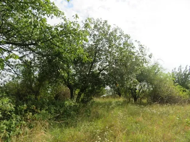 Dražba zahrady, Ploskovice, 23378 m2