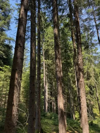 Prodej lesa, Ločenice, 11790 m2